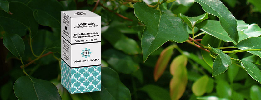 Huile essentielle de Ravintsara: propriétés et utilisation sans danger  (Cinnamomum camphora ct eucalyptole))