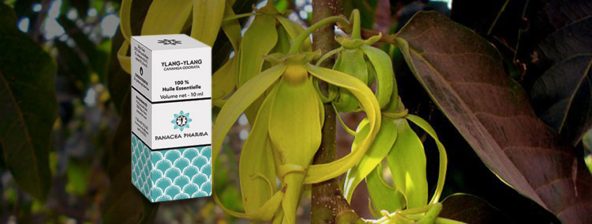 Huile essentielle d'Ylang-Ylang (Cananga odorata)