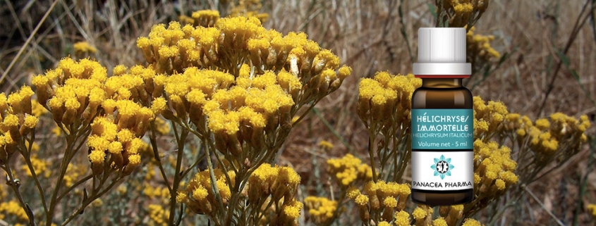 Huile essentielle d'Hélichryse Italienne - Immortelle (Helichrysum italicum)
