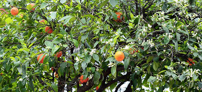 Huile essentielle de Petit Grain Bigarade (Citrus aurantium)