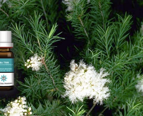 Huile essentielle de Tea tree (Melaleuca alternifolia)