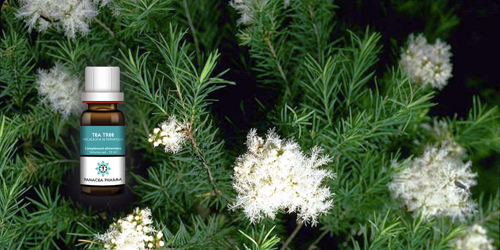 Huile essentielle de Tea tree (Melaleuca alternifolia) - Panacea