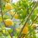 Huile essentielle de Citron