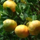 Huile essentielle de Mandarine verte