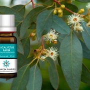 huile essentielle eucalyptus radié