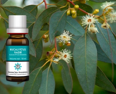 huile essentielle eucalyptus radié